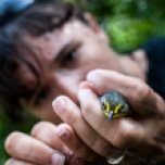 Extracting a Canada Warbler