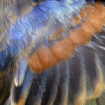 Blue Grosbeak wing close-up
